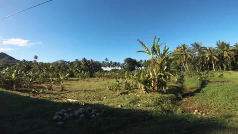 Hand hold walking view at a backroad in tropical Pacific Cook Islands with agric Stock Footage 237620306