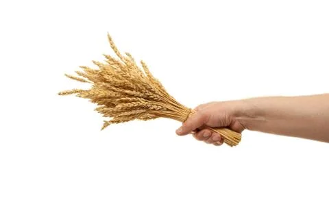 Hand hold wheat ears Stock Photos