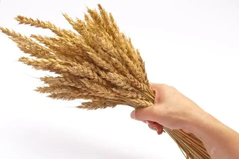 Hand hold wheat ears Stock Photos