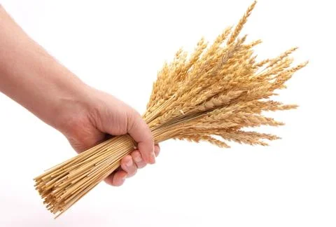 Hand hold wheat ears Stock Photos
