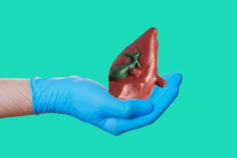 Hand Holding Anatomically Correct Kidney Model Isolated on Green Stock Photos