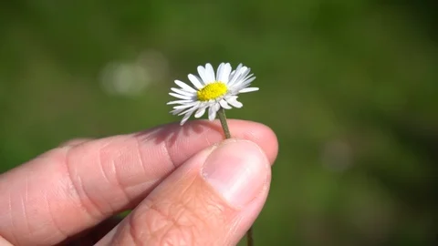 Hand Holding and Rotating a Daisy Video stock 108515433