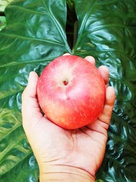 Hand holding an apple fruit with leaf background. Stock Photos