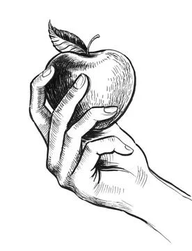 Hand holding apple Stock Illustration