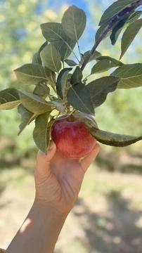 Hand holding apple Stock Photos