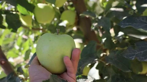 Hand holding apple Stock-Fotos
