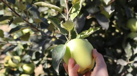 Hand holding apple Stock Photos
