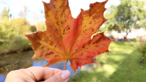 Hand holding autumn maple leaf with blurred park background sunny day Stock Footage 320832307