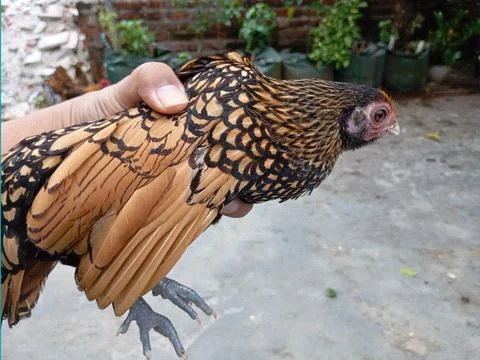Hand Holding Bantam Chicken with Patterned Feathers Foto stock