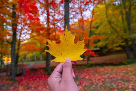 Hand holding the beautiful maple leaf Stock Photos