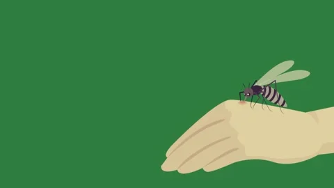 A hand holding bee on green background and Stock Footage 337029385