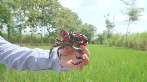 Hand holding a big crab caught from the rice fields. Stock Footage 219369275