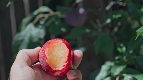 Hand Holding a Bitten Plum in Front of its Tree Stock Footage 313778321