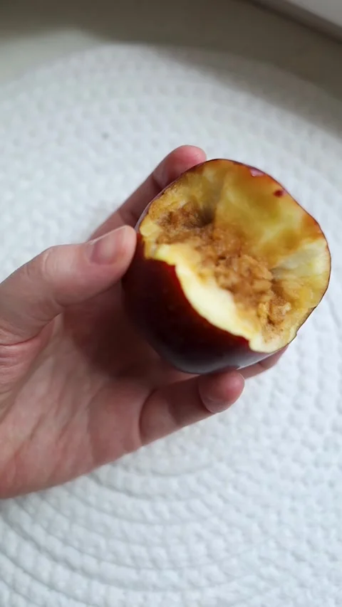 A hand holding a bitten rotten red apple showing internal browning, monilinia fu Stock Footage 343126329