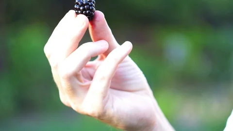 Hand holding BlackBerry Stock Footage 94831220