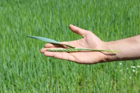 Hand holding a blade of wheat grass Stock Photos