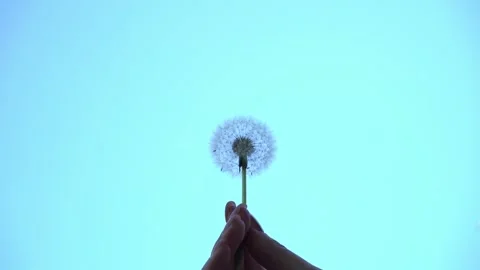 Hand holding blown away dandelion Stock Footage 194005503