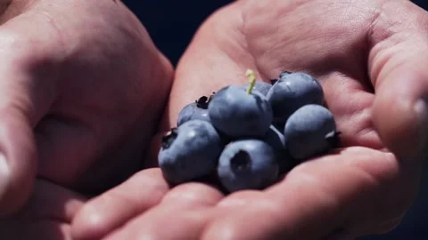 Hand holding blueberries Stockbeeldmateriaal 168240972