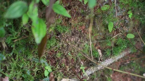 Hand holding a branch touching the trapdoor spider's burrow on the moss Video stock 291754942
