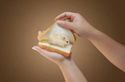Hand holding bread with hamster Stock Photos