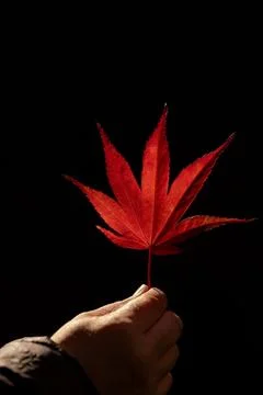 Hand holding bright red maple leaf on black background in autumn fall Stock Photos