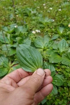 Hand holding broadleaf plantain leaf for identification Photos