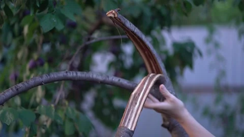 Hand holding a broken tree branch with exposed wood Stock Footage 342083367