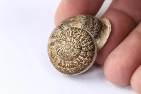 Hand holding a brown snail shell Stock Photos