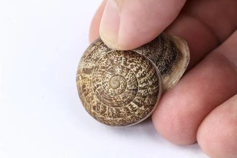 Hand holding a brown snail shell Stock Photos