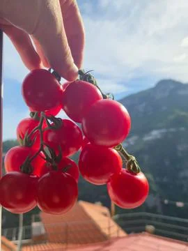 Hand Holding a Bunch of Cherry Tomatoes Stock Photos