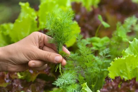 Hand holding a bunch of dill Stock Photos