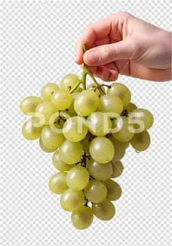 Hand holding bunch of fresh green grapes isolated PSD Template