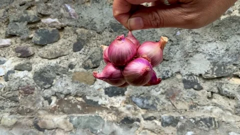 Hand Holding a Bunch of Fresh Shallots Stock Footage 342408493