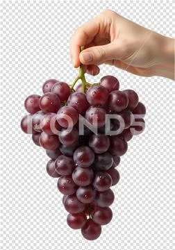 Hand holding a bunch of grapes, fresh purple fruit with dewy texture PSD Template