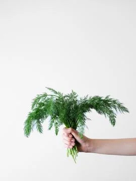 A hand holding a bunch of green vegetables Stock Photos