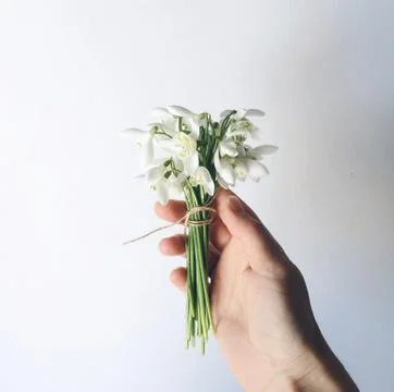 Hand holding bunch of spring snowdrops Stock Photos