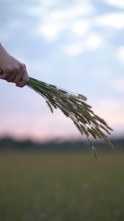 Hand holding bundle of green grass spikes against blurred field  Video stock 342967748