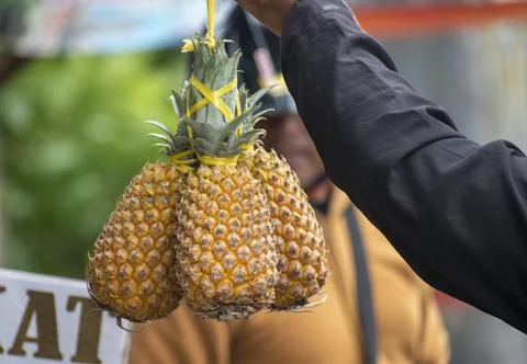 Hand holding a bundle of ripe pineapples Stock Photos