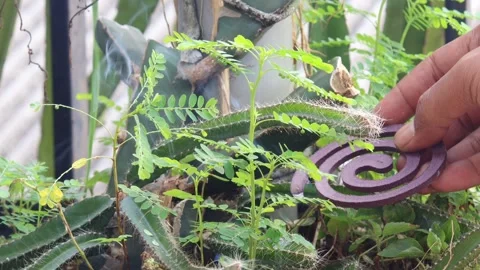 Hand holding a burning mosquito coil Stock Footage 337604828