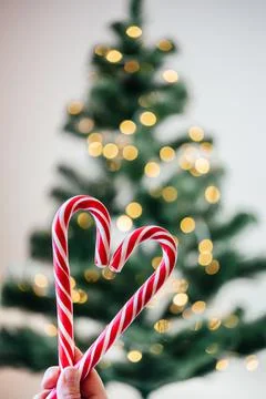 A hand holding candy canes in the shape of heart against Christmas tree lights Stock Photos