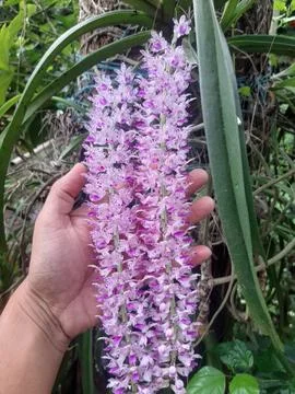 Hand holding a cascading cluster of delicate pink orchid flowers Stock Photos