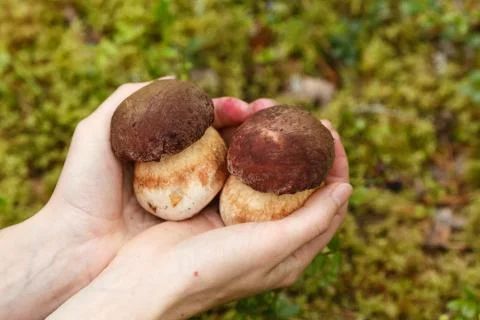 Hand holding ceps Stock Photos