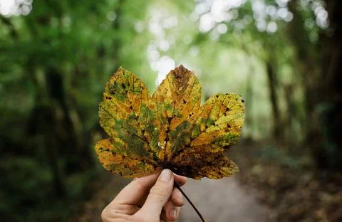 Hand holding a changing leaf in a forest in autumn 스톡 사진