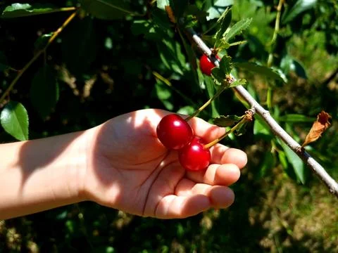 Hand holding cherries Stock Photos