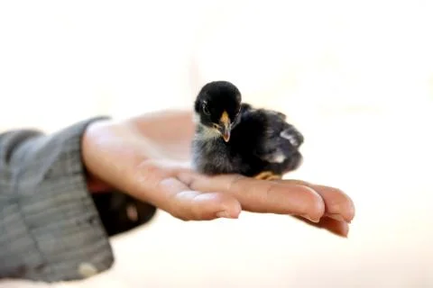 Hand holding a chick Stock Photos