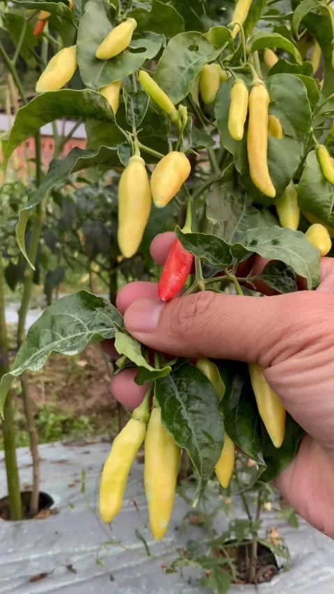 Hand holding a cluster of fresh yellow chili peppers on a plant in a farm Stock Footage 337098771