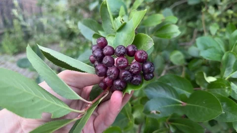 Hand holding a cluster of ripe dark rowanberries on a leafy branch  Видео 340997760