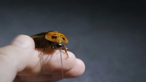 Hand holding cockroach on dark background 스톡 동영상 105697575
