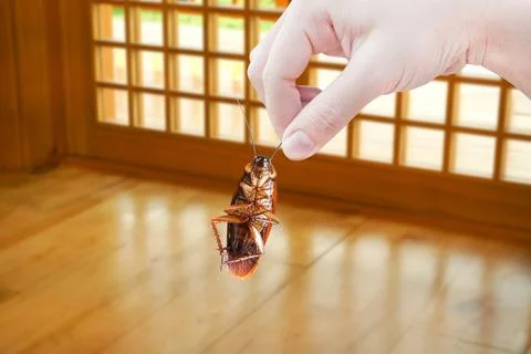 Hand holding cockroach with inside the building background, eliminate cockr.. Stock Photos