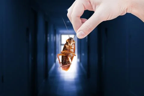 Hand holding cockroach with inside the building background, eliminate cockr.. Stock Photos